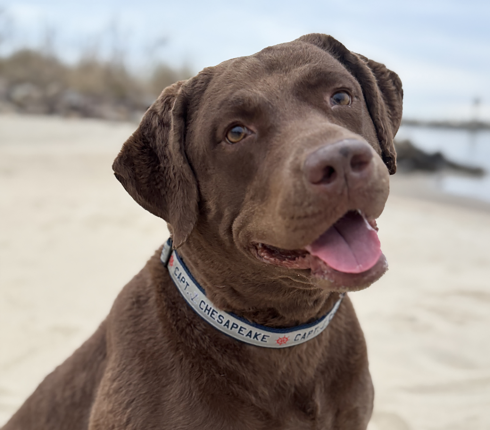 Captain's Dog Collar - Captain Chesapeake
